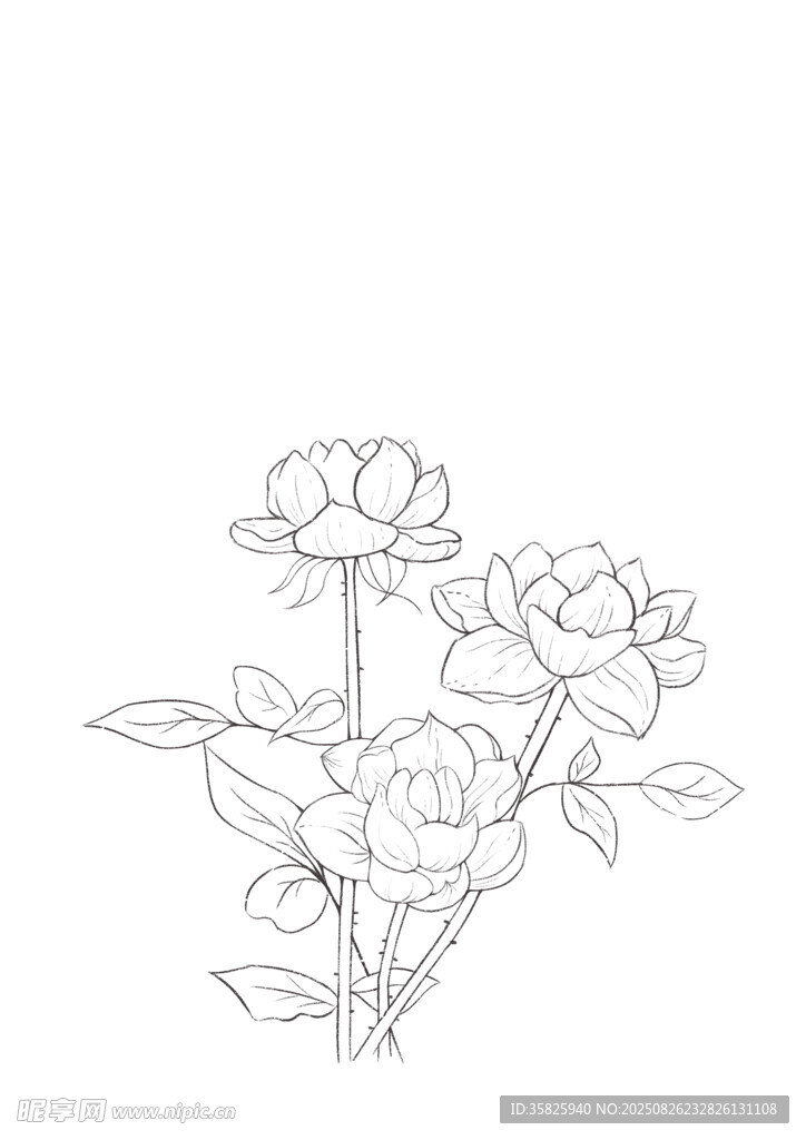 手绘花卉线稿图