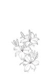 手绘花卉线条图