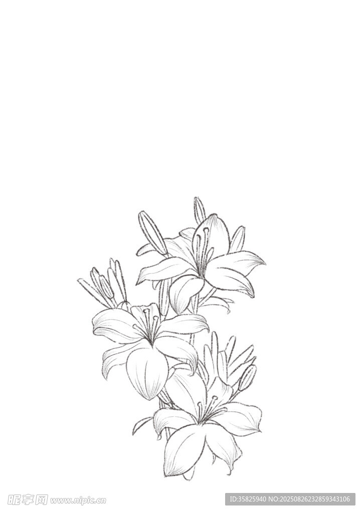 手绘花卉线条图