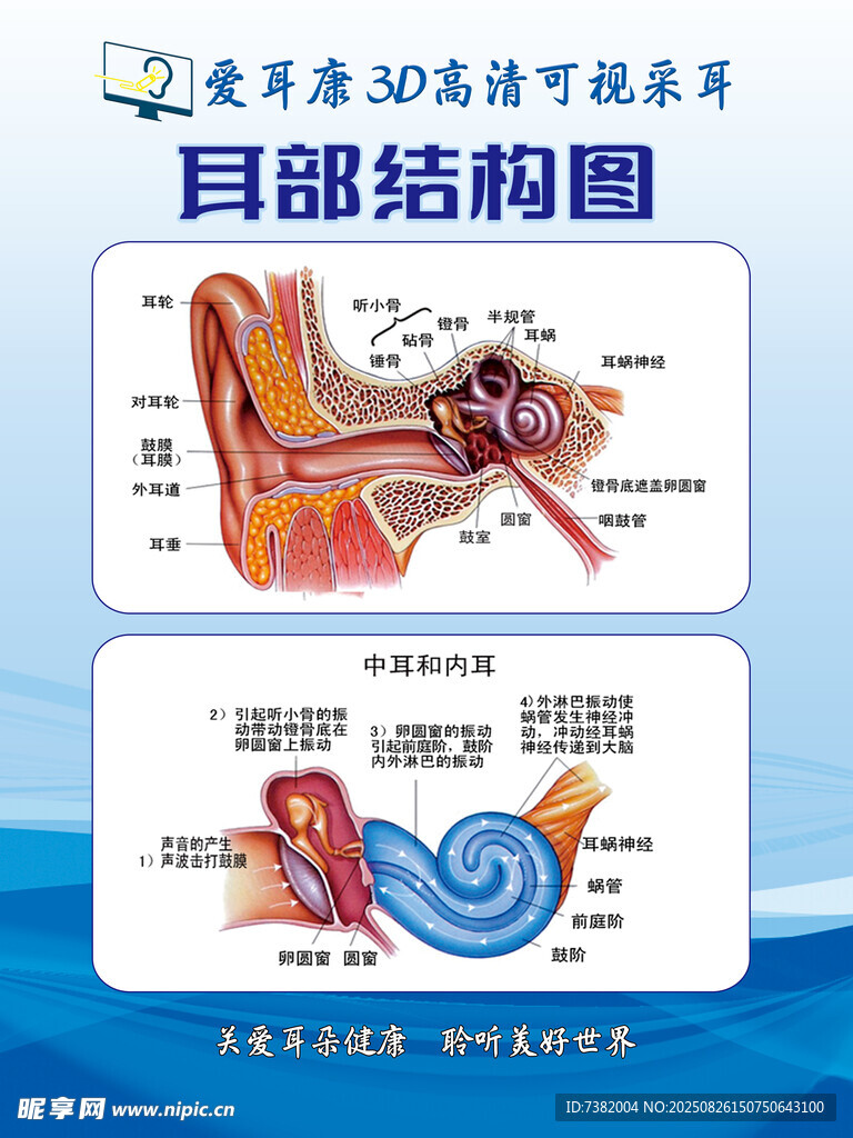 耳部结构图展示