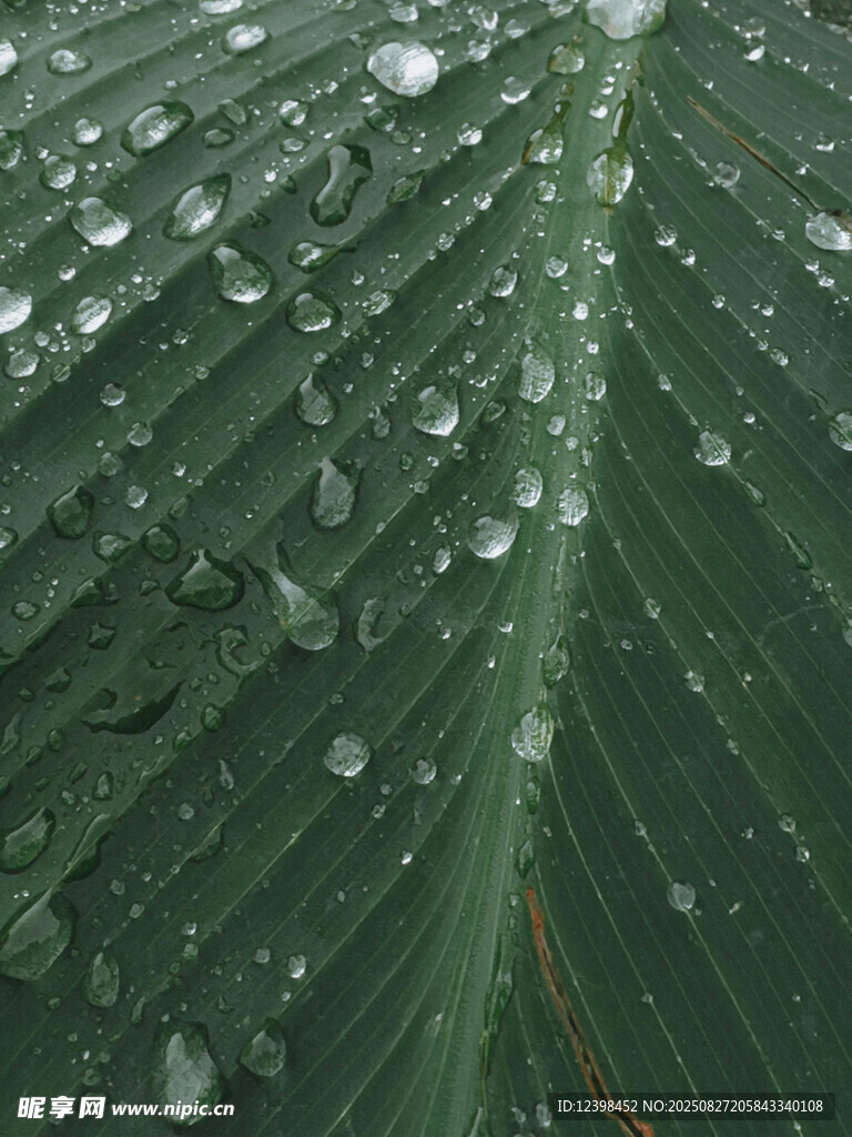 绿叶上晶莹的雨滴