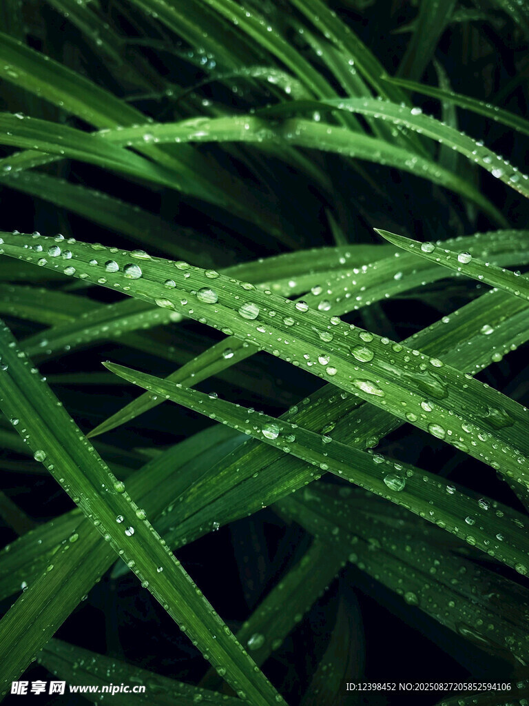 带露珠的翠绿草叶