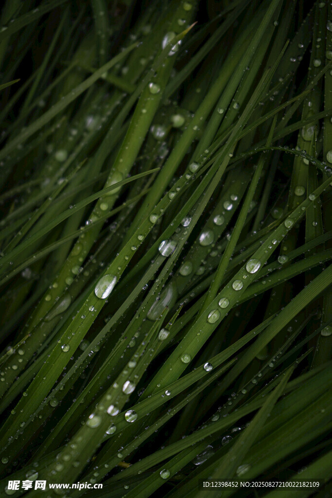 翠绿草叶上的晶莹水珠