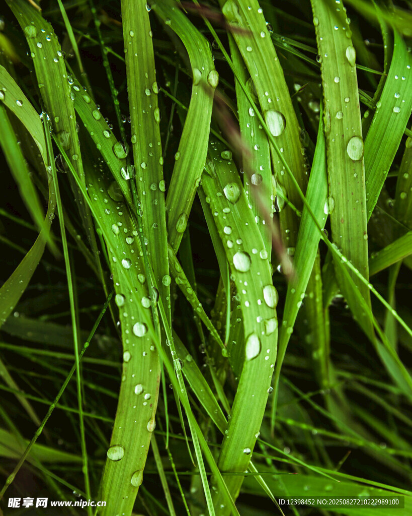带水珠的翠绿青草