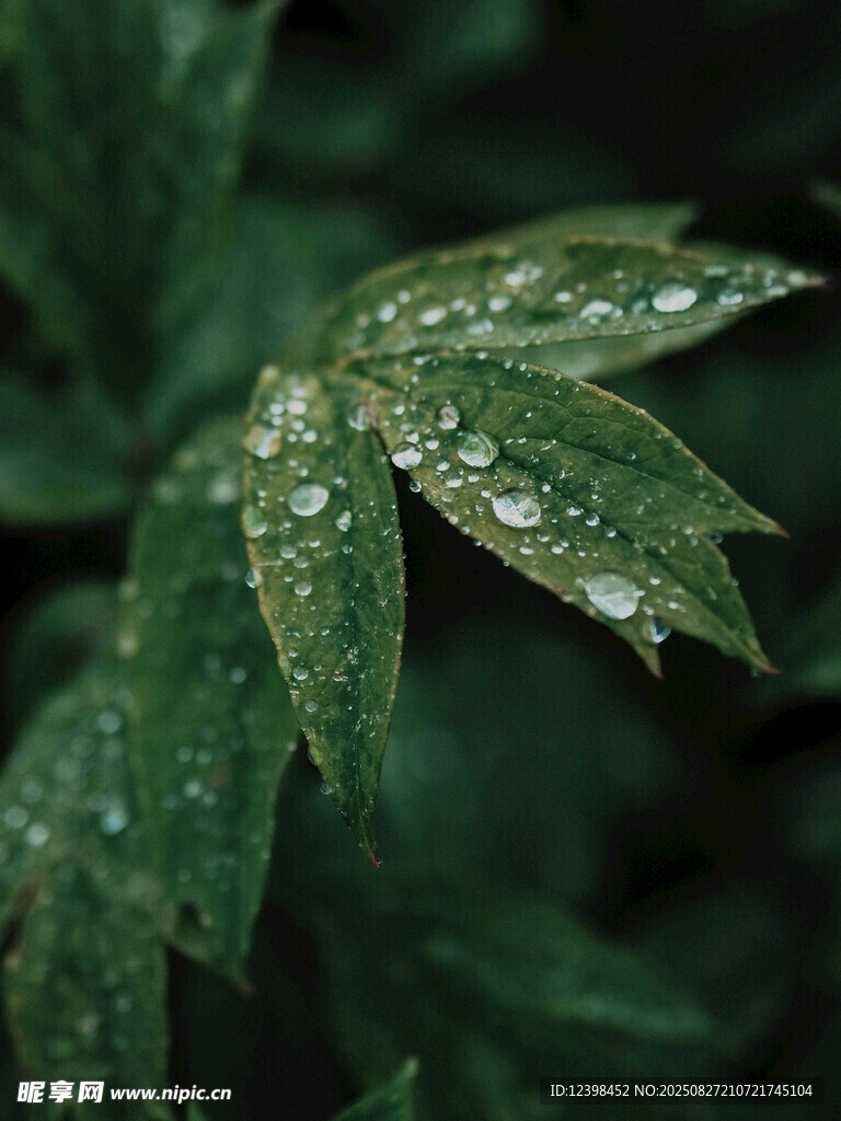带水珠的翠绿叶片