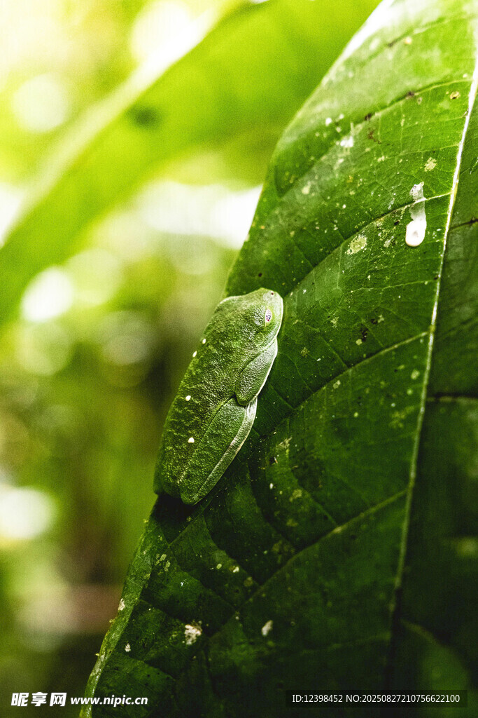 带水珠的翠绿叶片