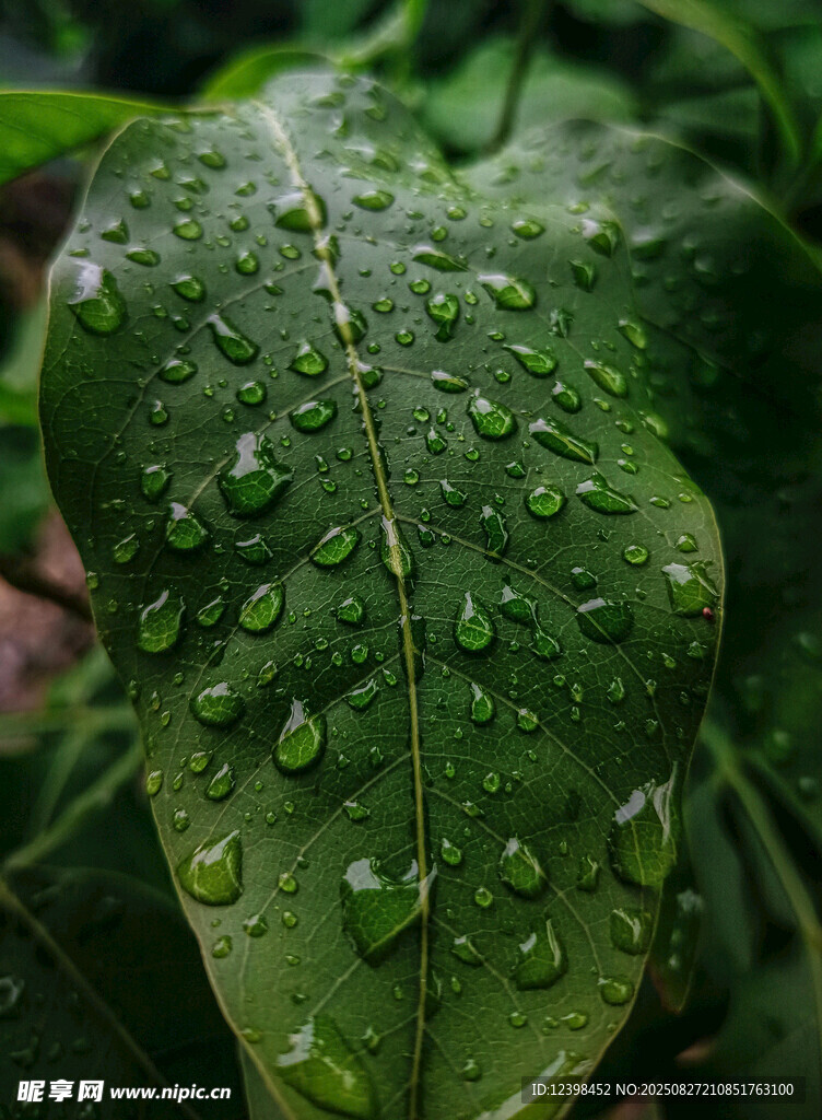 绿叶上晶莹的水珠