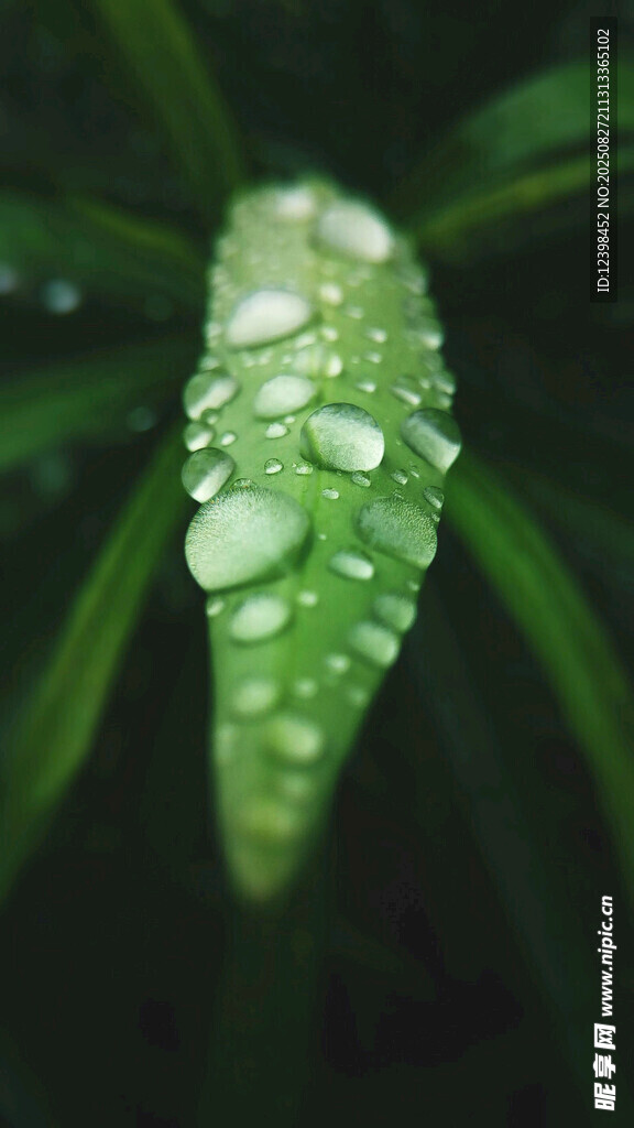 绿叶上晶莹的水珠