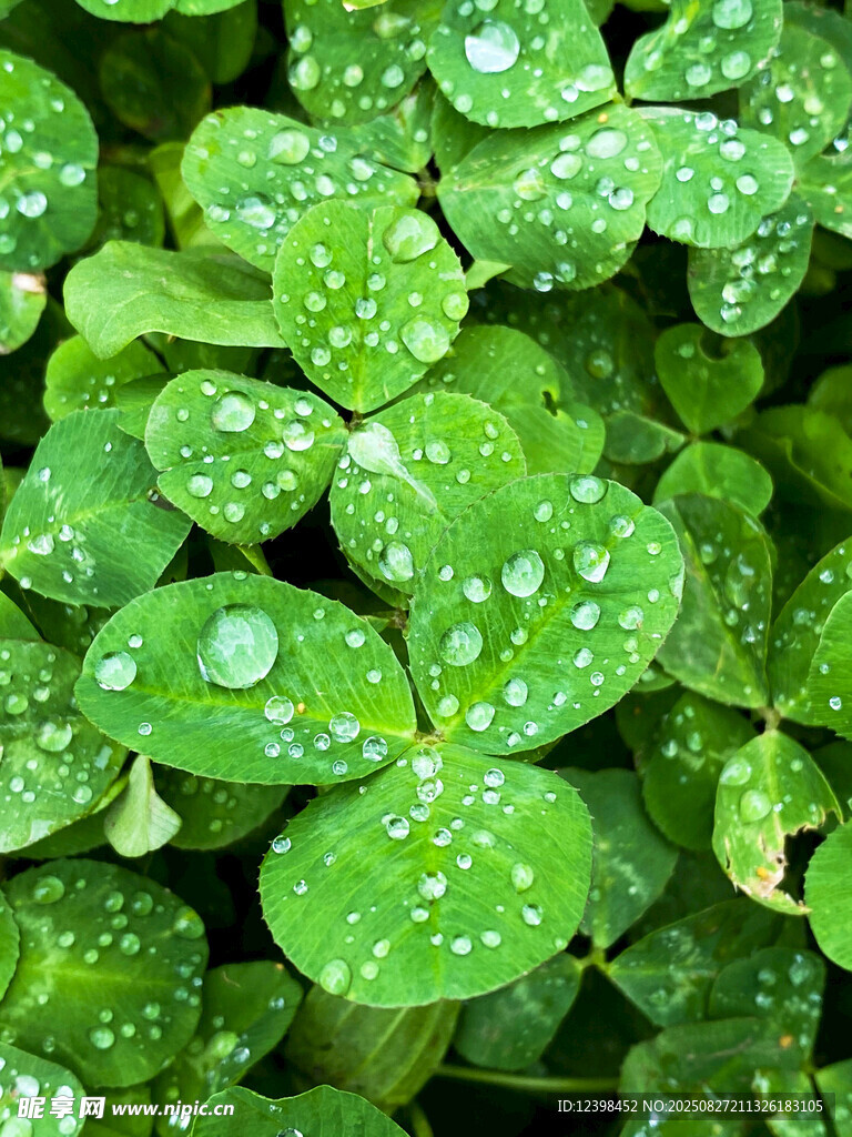 带水珠的鲜嫩三叶草