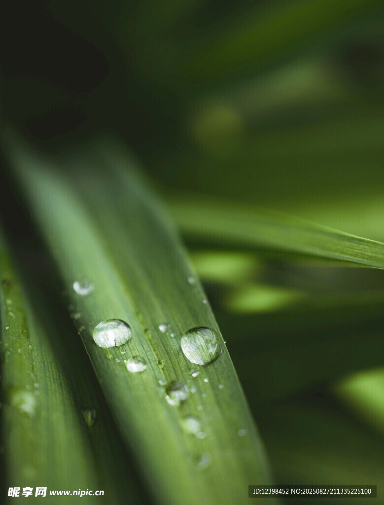 叶片上的晶莹露珠