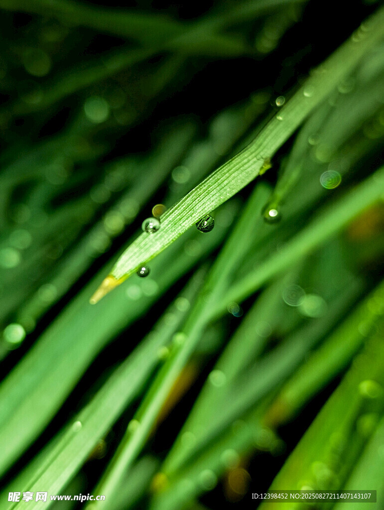 翠绿草叶上的晶莹水珠