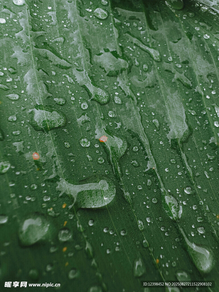 绿叶上晶莹的雨滴