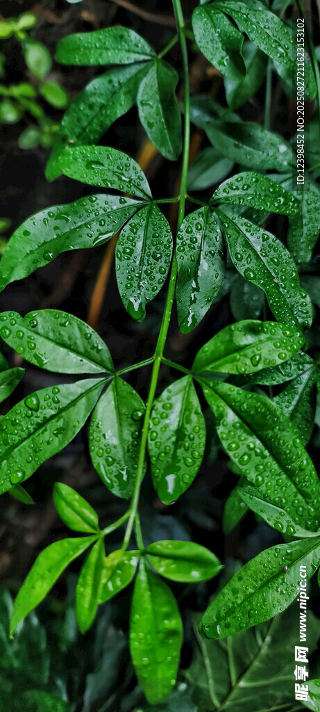 翠绿繁茂的羽状复叶植物