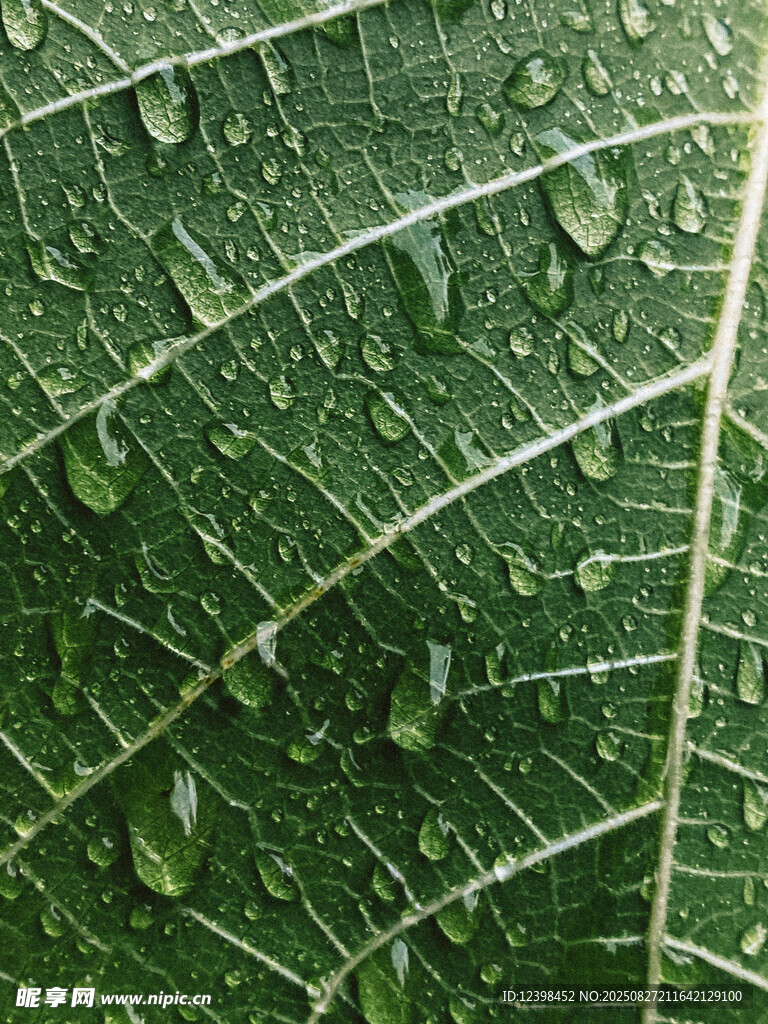 绿叶上晶莹的雨滴