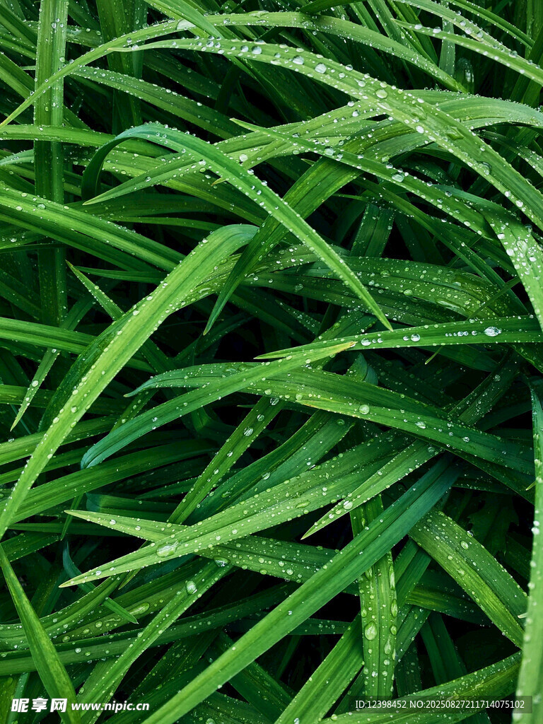 带水珠的翠绿青草