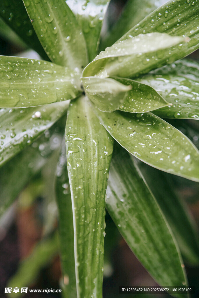 带水珠的翠绿叶片