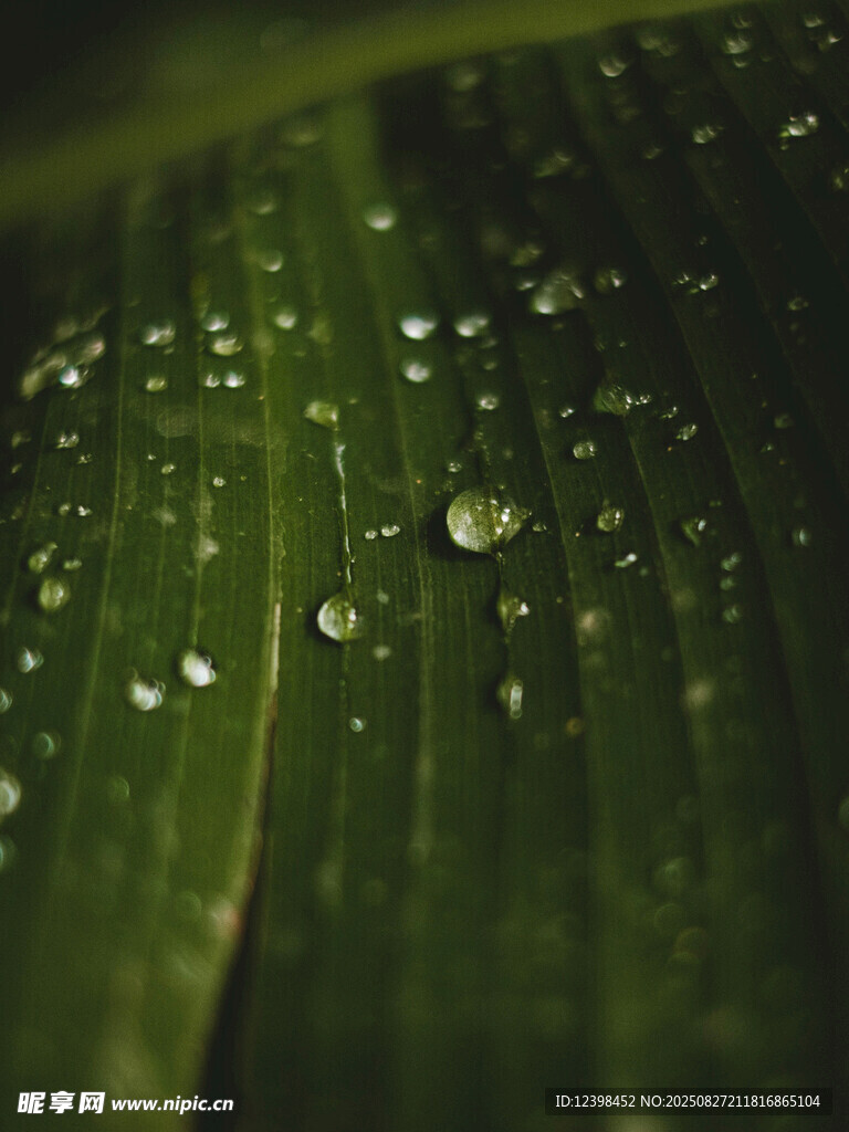 绿叶上晶莹的水珠