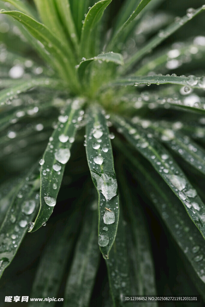 带水珠的翠绿植物叶片