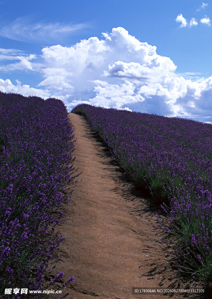 紫色薰衣草田中的小径