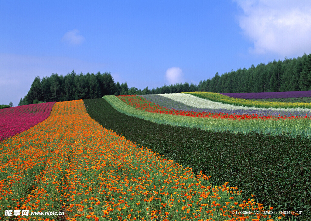 多彩花田美景