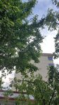绿叶掩映下的建筑一角