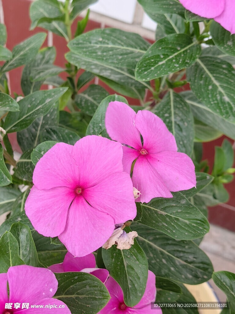 粉色花朵