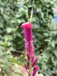 艳丽穗状花