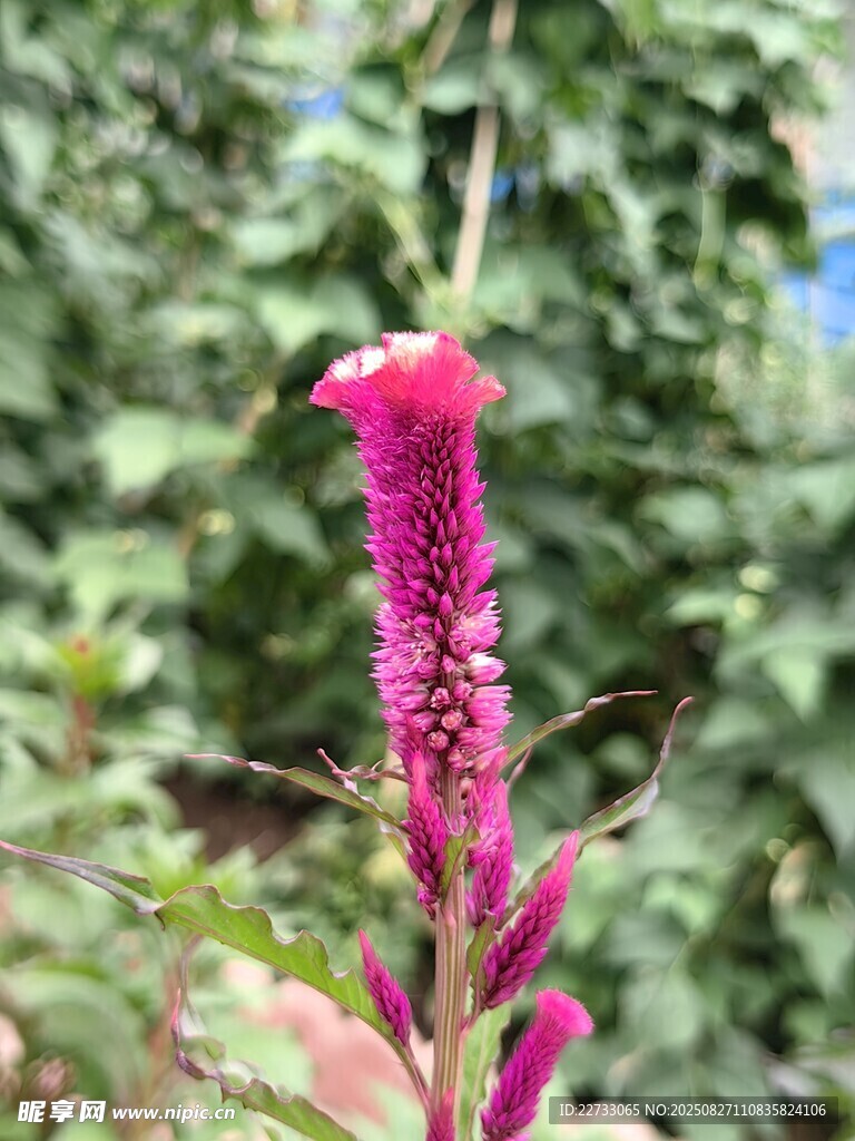 艳丽穗状花