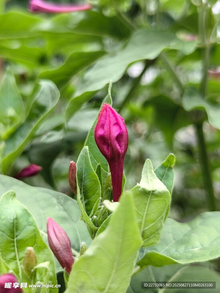 娇艳绽放紫花
