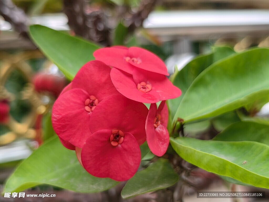 娇艳红色虎刺梅
