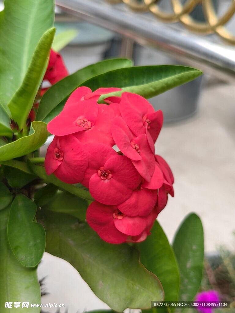 红色花卉