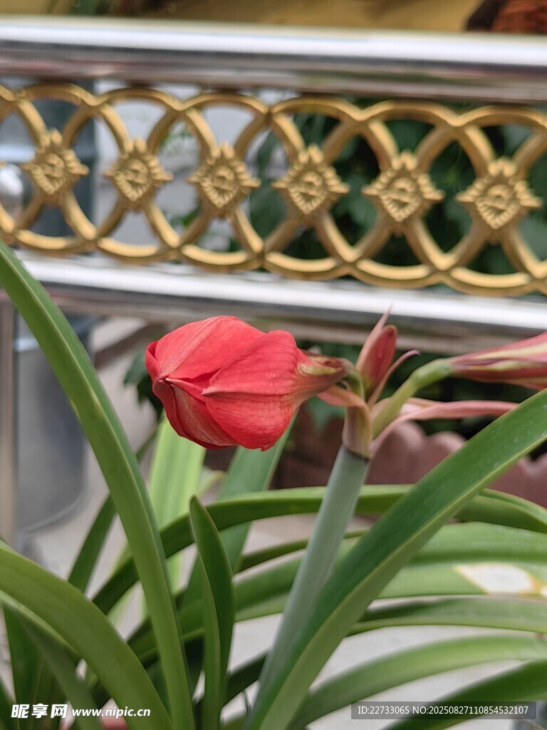 娇艳红花