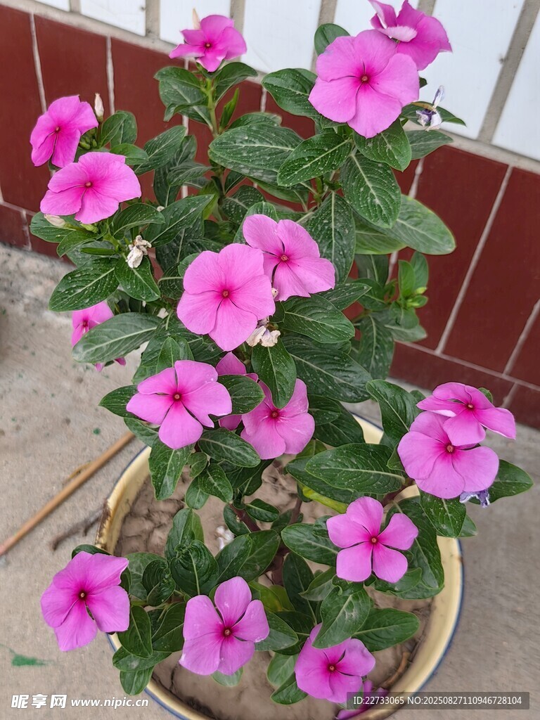 粉色花朵