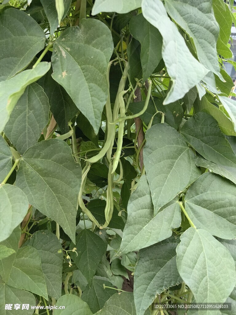 鲜嫩长豆角