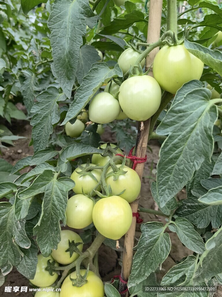 番茄