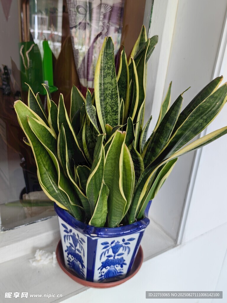 虎皮兰绿植
