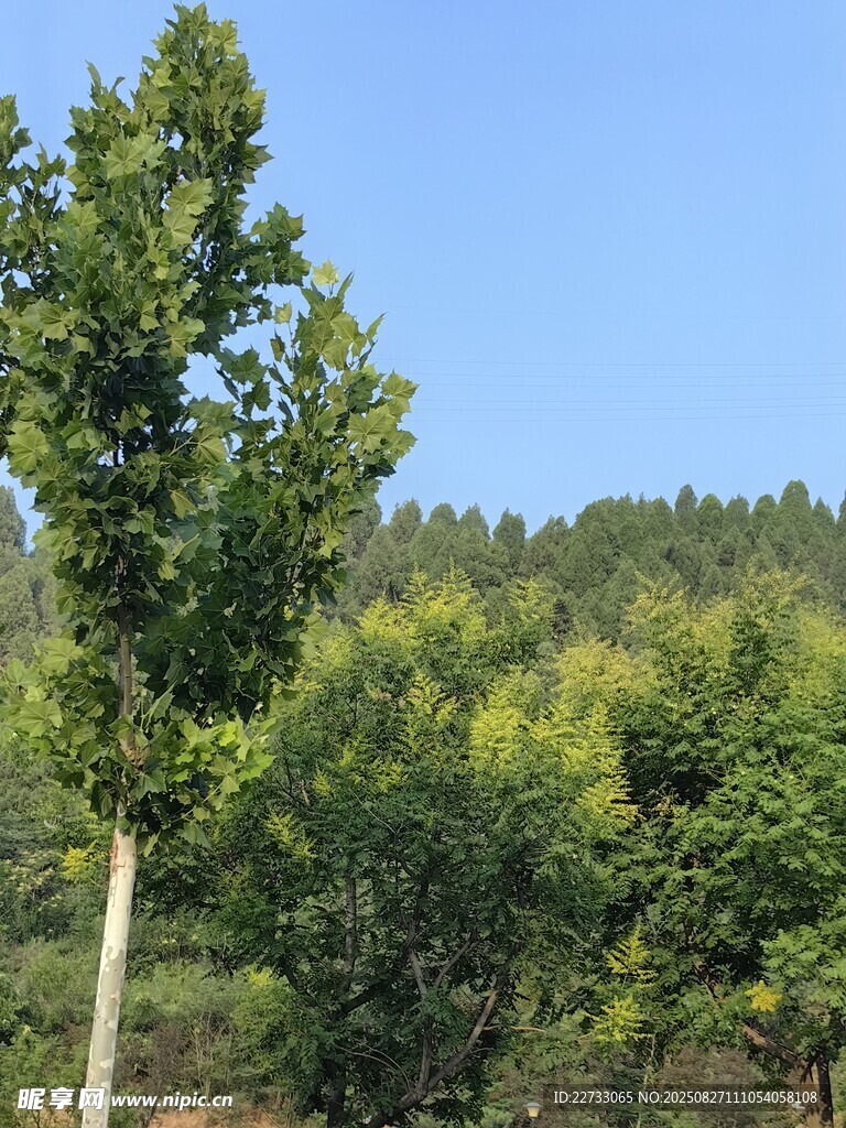 山林绿树风景图