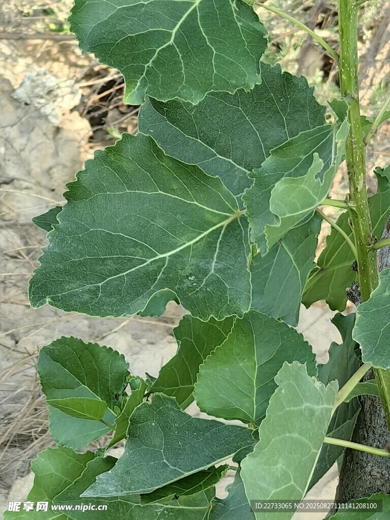 绿叶植物