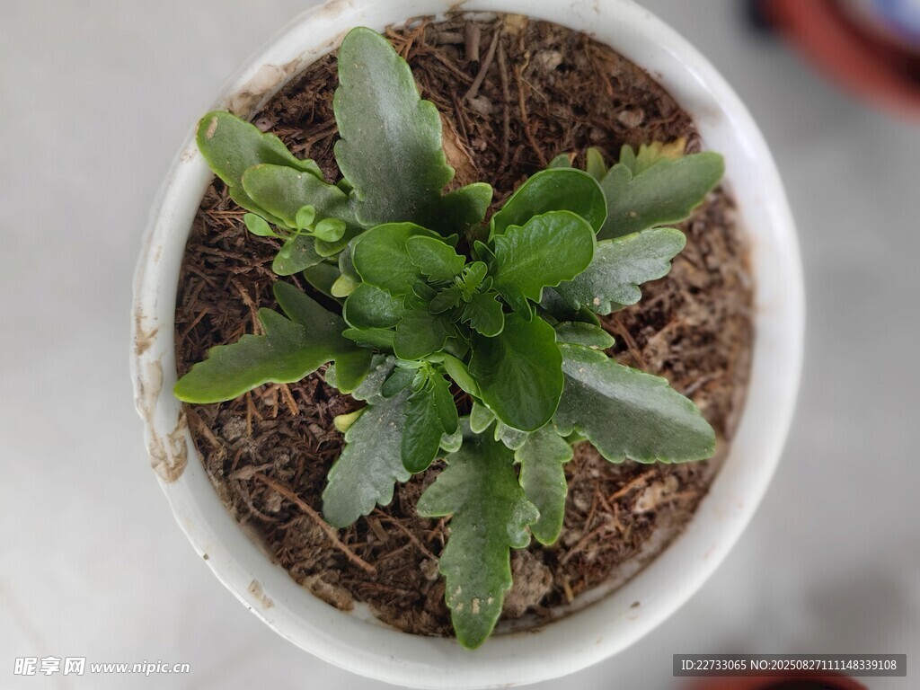 嫩绿多肉植物