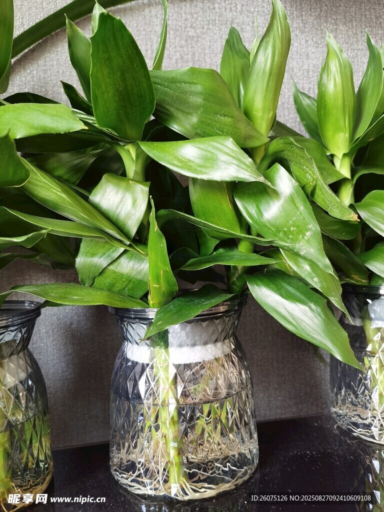 水培绿植玻璃瓶中的生机