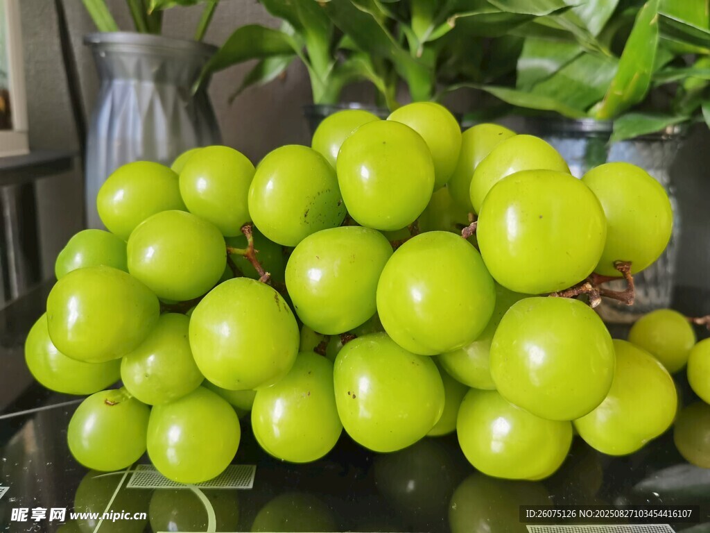 青绿色圆润番茄果实堆