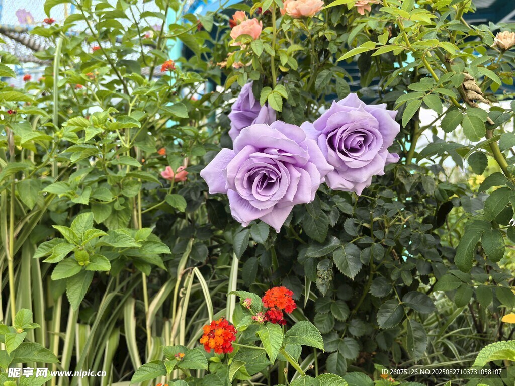 紫色仿真玫瑰绽放于花丛中