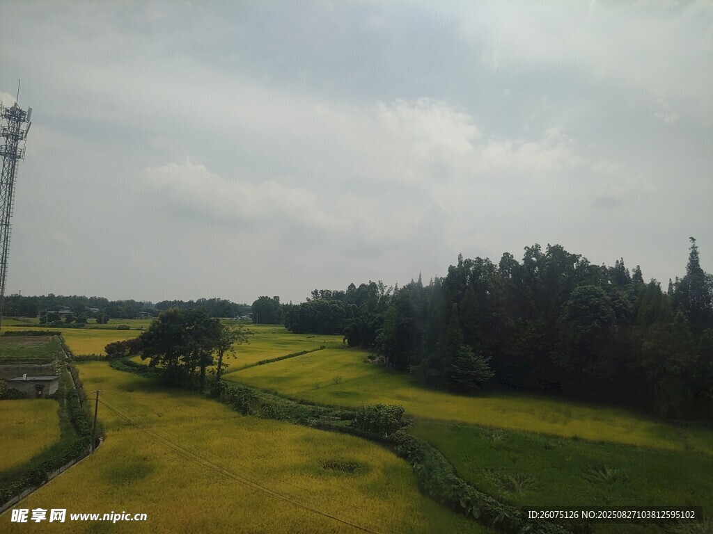 稻田风光美景