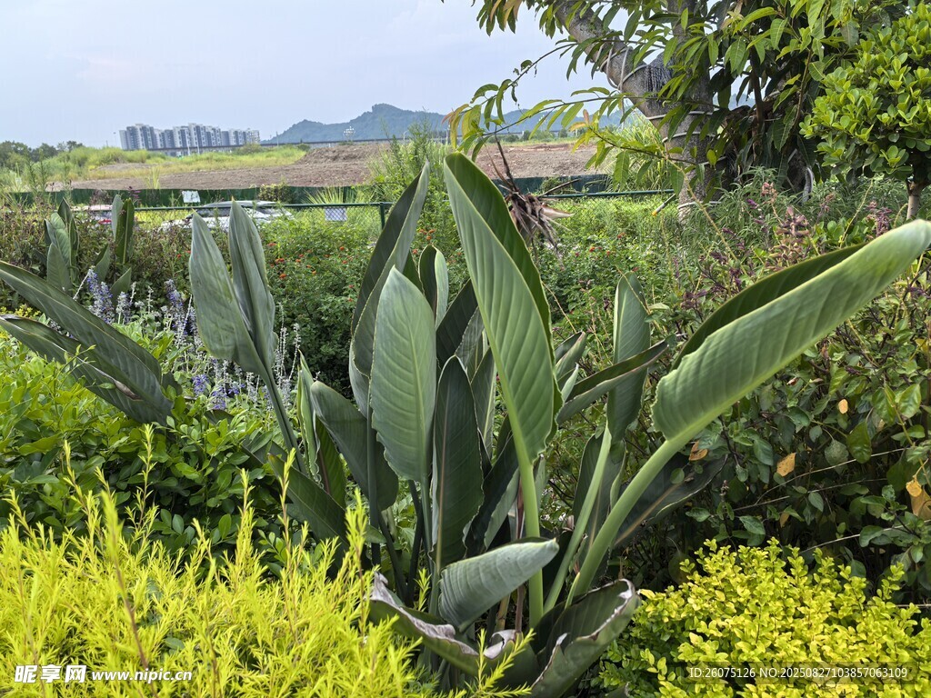 户外景观绿植特写