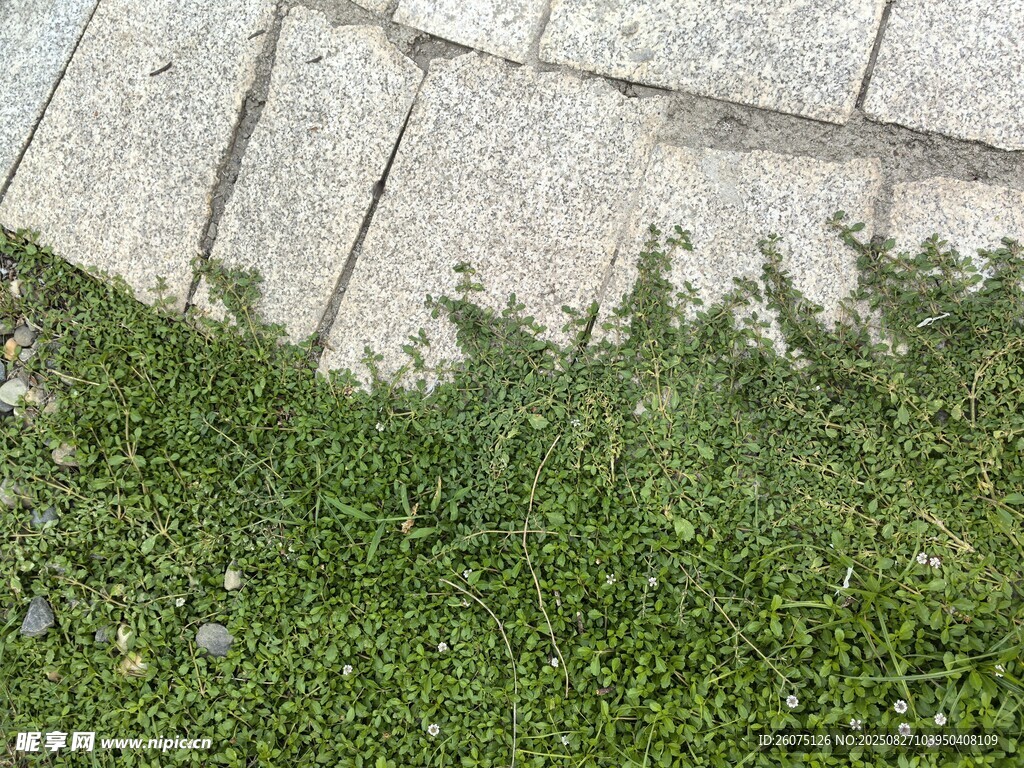 石缝间生长的嫩绿小草