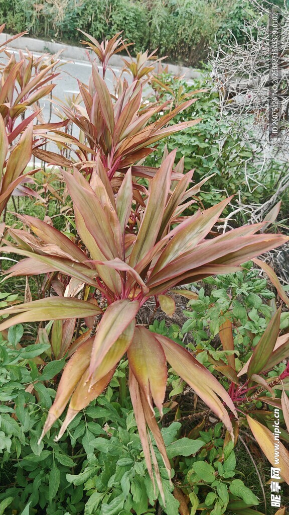 红叶植物特写与绿植背景