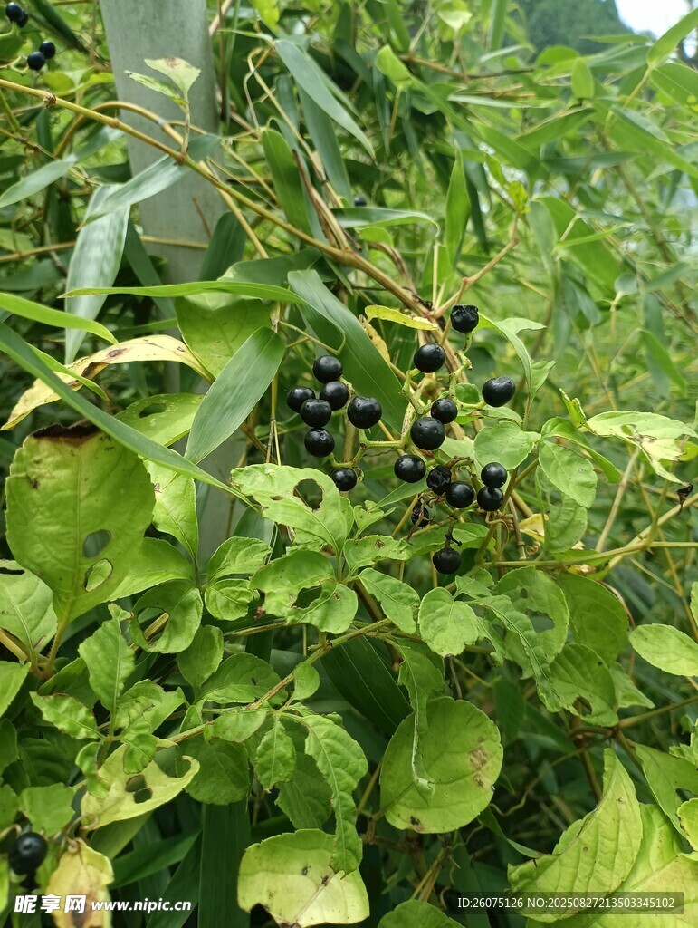绿叶间的黑紫色果实
