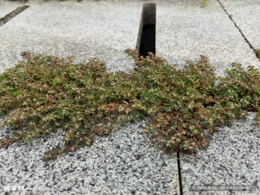 地面缝隙中生长的绿植