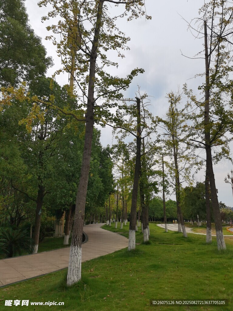 公园林荫草地优美景致