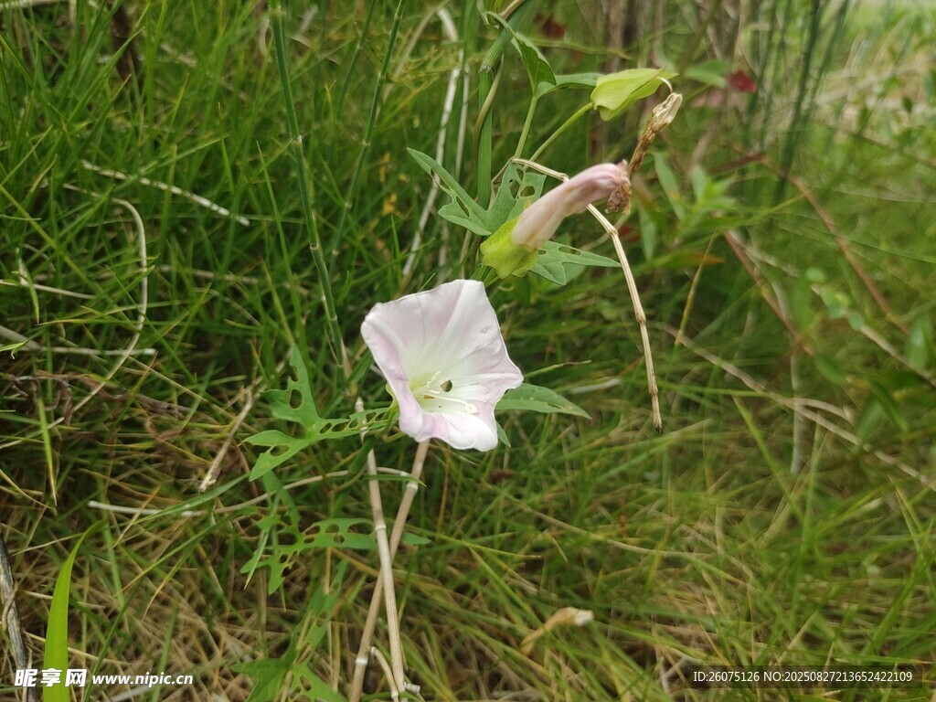草丛中的白色小花